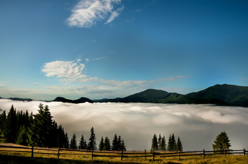 Beautiful mountain landscape. fog swirls down in the valley among mountains and fir trees.