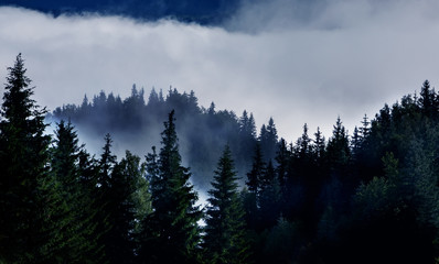 Obrazy na Szkle  drzewa iglaste we mgle na wyżynach. Zdjęcie w stylu vintage.
