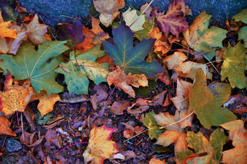 colorful autumn leaves on the forest floor