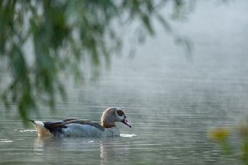Nilgans im Fr&uuml;hnebel