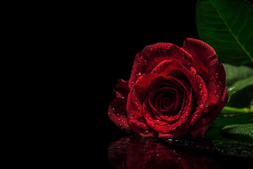 A beautiful moody red rose with water droplets/rain drops on black reflective surface and blacked out background. Valentines, mothers day, flower, botanical, love and romance concept. - Powered by Adobe