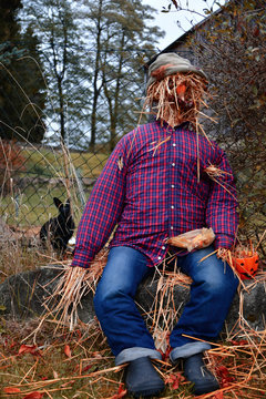autumnal scarecrow made of straw with pumpkin and real rabbit 