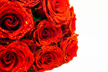 Bouquet of red flowers with rain droplets and white backdrop. Love, anniversary, valentine, life, special, gift, marriage concept.