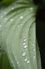 Leaf with waterdrops. Hosta