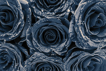 Closeup of a bunch of black roses with water droplets. Flower, florist, love, loving concept.