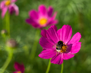 Bumblebee collects pollen. Flower cosmea on a green meadow in Sunny weather.