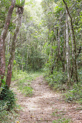 Fototapeta premium Campo