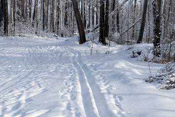 Winter landscape in a snowy forest. Snow and hoarfrost on tree branches and bushes.