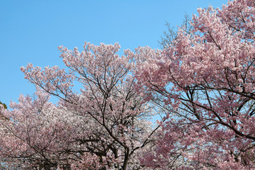 Naklejka premium Japanese Cherry Blossom 4