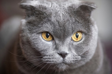 beautiful portrait of a Scottish fold cat
