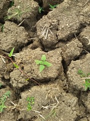 young plant in soil