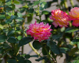 カラフルな薔薇の花