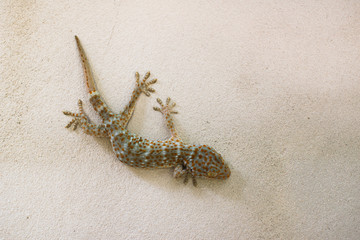 gecko on the cement wall in the house