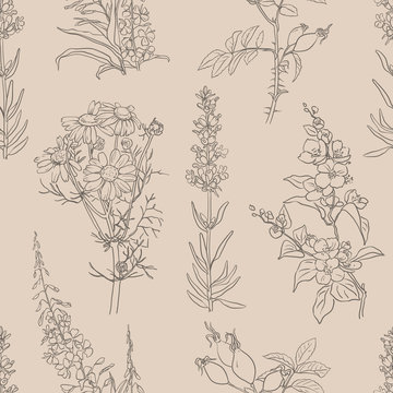 Herbal seamless pattern with herbs and plants sketches: jasmine, lavender, chamomile, willow herb and rose hip. Vector background. Healthy food, bio, organic, natural product, herbal tea, spices