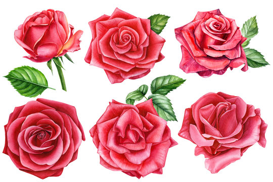 Set of roses flowers  on an isolated white background, watercolor hand drawing, botanical painting