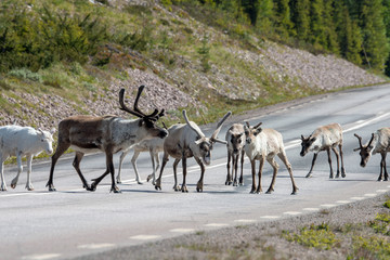 Reindeers in the middle of the road in Northern Sweden, Arvidsjaur/Jokkmokk. Animal, wildlife and travel concept.