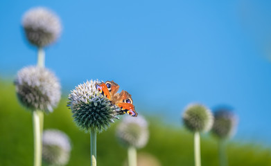 A peacock butterfly in a garden near Inverness, Scottish Highlands. Its spectacular pattern of...