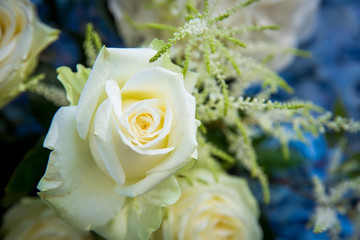 bouquet of white roses
