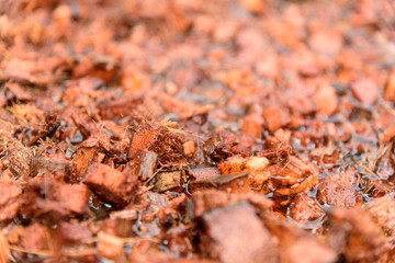 soak the coconut peel in water for Dilute tannic acid before plant
