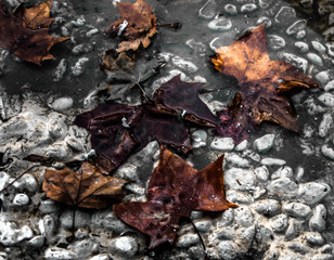 Hojas mojadas por el agua