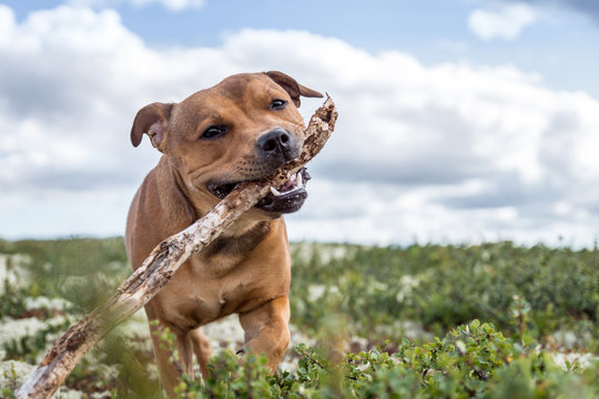 Staffordshire bull terrier playing. Happy, pets, pet, terrier, dog, dogs, playtime concepts.
