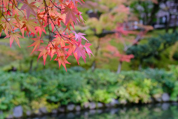 京都の日本庭園の紅葉風景