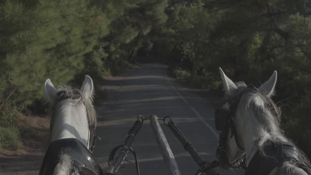 harnessed horses ride along a forest road, s-log ungraded