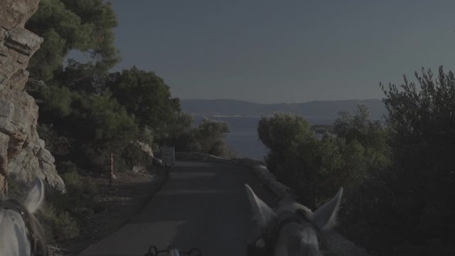 harnessed horses ride along a forest road with panoramic sea view, s-log ungraded