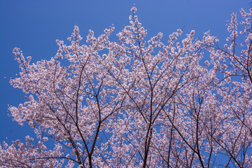 Beautiful cherry blossoms in full bloom at Kobo mountain in Matsumoto