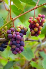growing grapes on the Vine