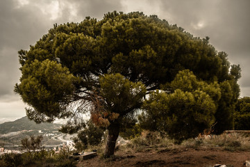 Árbol al atardecer en otoño