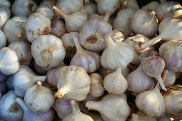 harvested garlic in plastic box on grass