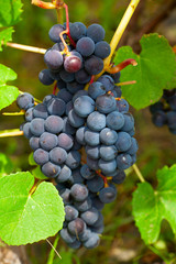 growing grapes on the Vine