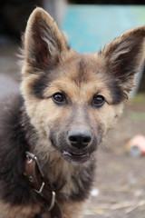 portrait of dog