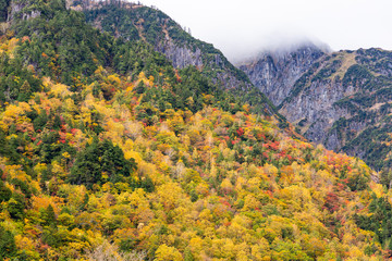 Obraz premium Colorful autumn leaves in Japan