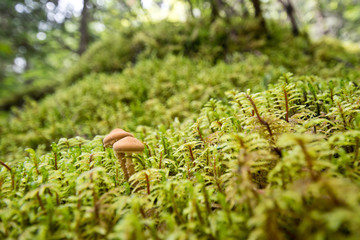 Beautiful mushrooms on the way to Berg lake