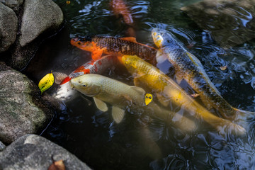 Obraz na płótnie Canvas Many multicolored Koi fish swimming in pond