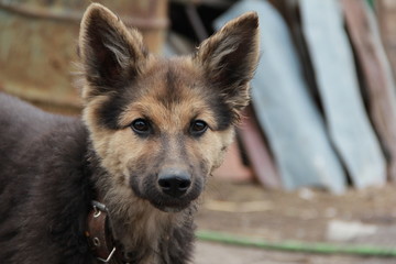 portrait of a dog