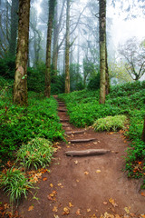Landscape with forest trees and fog