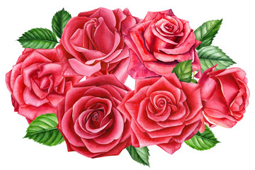 bouquet of roses on an isolated white background, watercolor hand drawing, botanical painting