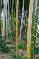 Fototapeta premium bamboo trunks in Bamboo Forest, Hiroshima, Japan.