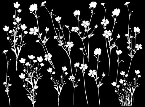 Fourteen Wild Flowers Silhouettes Isolated On Black