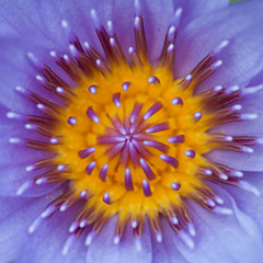 Inside Water Lily Flower