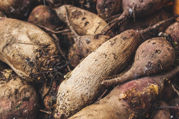 beet harvest beetroot (many fruits of beets that just dug from the ground) concept. food background. copy space. Top view