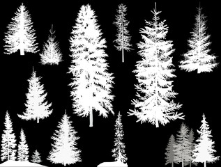 set of white coniferous trees isolated on black