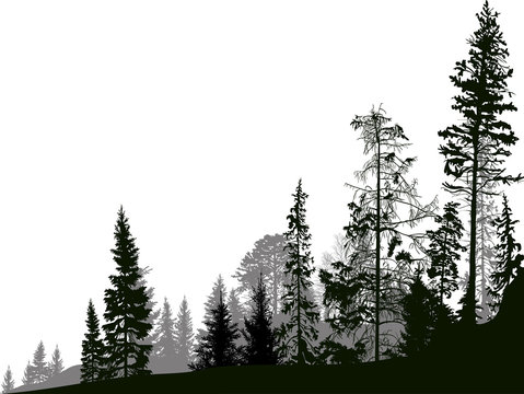 large dark grey pines forest on white