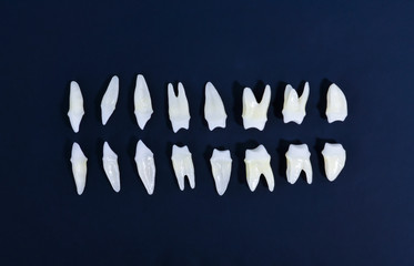 Top view of white teeth on blue background