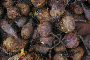 beet harvest beetroot (many fruits of beets that just dug from the ground) concept. food background. copy space. Top view