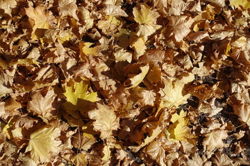Pale brown leaves of maple in October