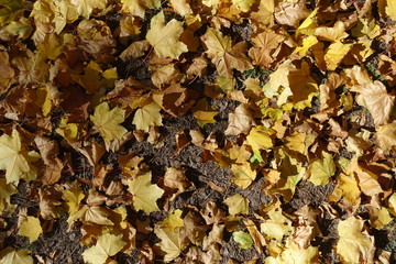 View of fallen leaves of maple from above